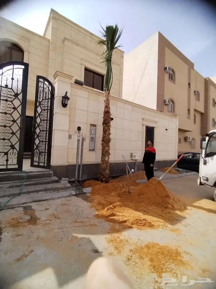 نخل واشنطني زينه نخل واشنطونيا 1