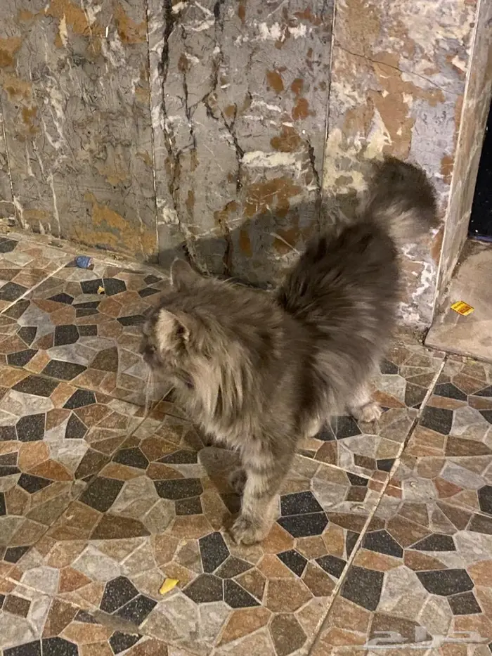 قطة للانقاذ والتبني 0