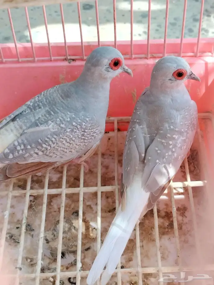 يمام ماسي فاتح 0