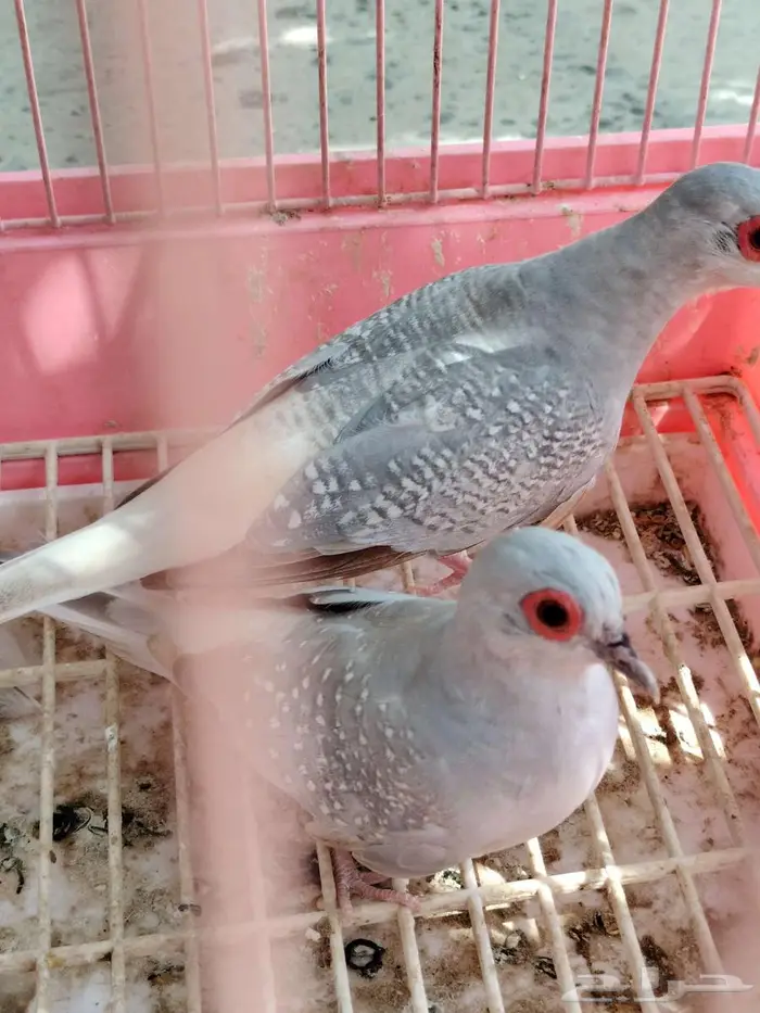 يمام ماسي فاتح 1