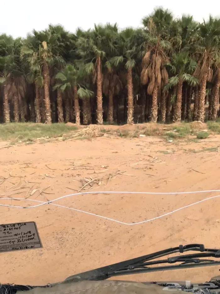 نخل الواشنطن الزينة 2