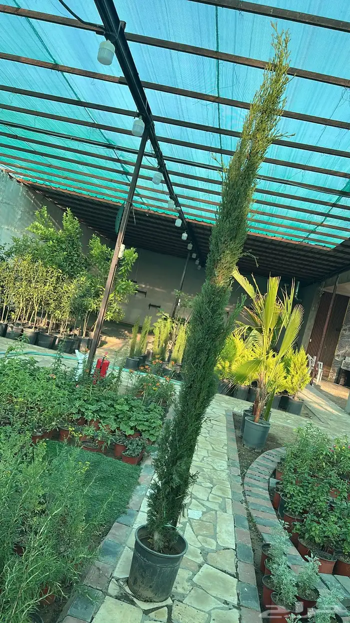 سرو إيطالي مع التوصيل والتركيب 1