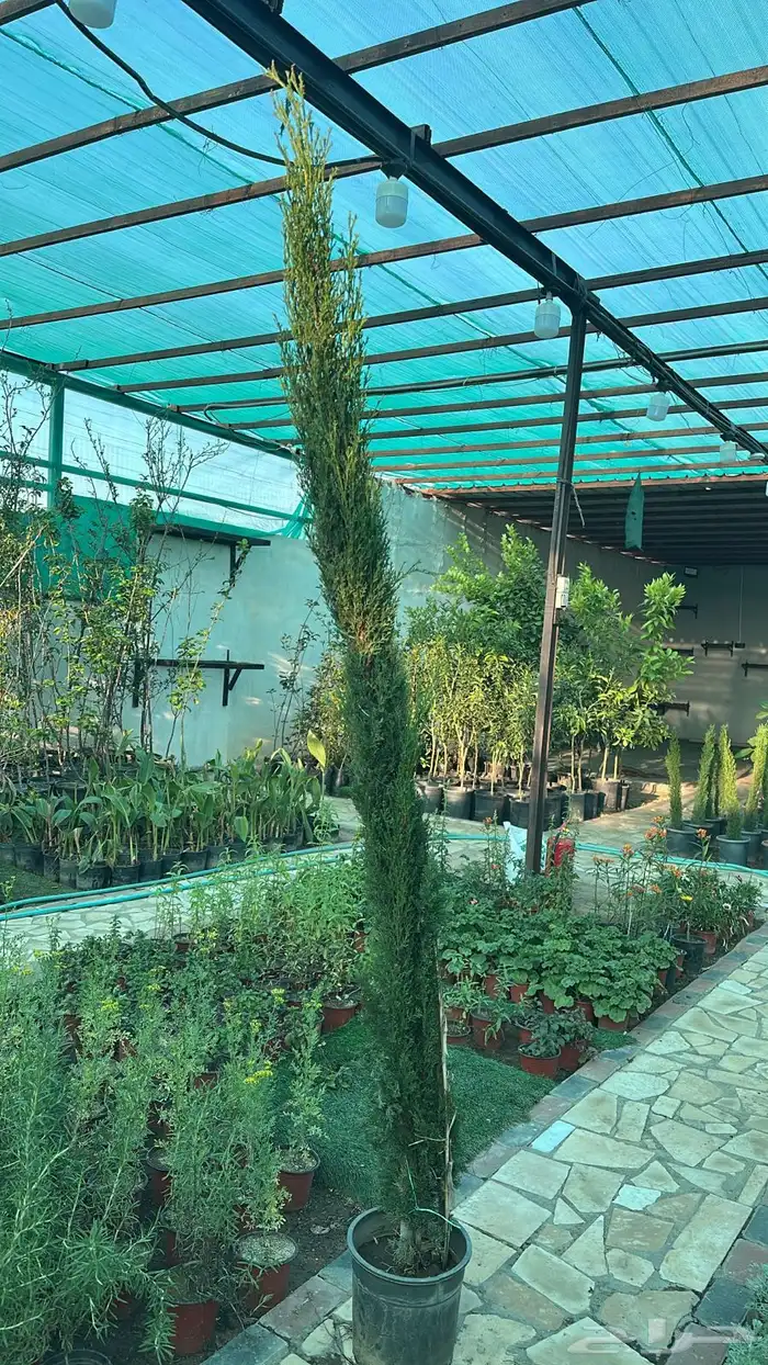 سرو إيطالي مع التوصيل والتركيب 0