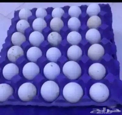 بيض بلدي اكل الطبق 20مع التوصيل 25 0