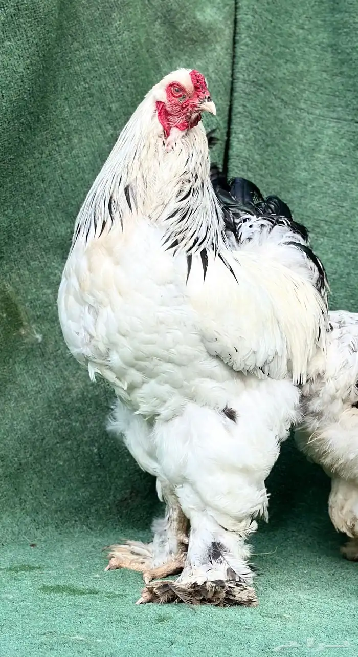 للبيع صوص براهما كولمبي كونك 5