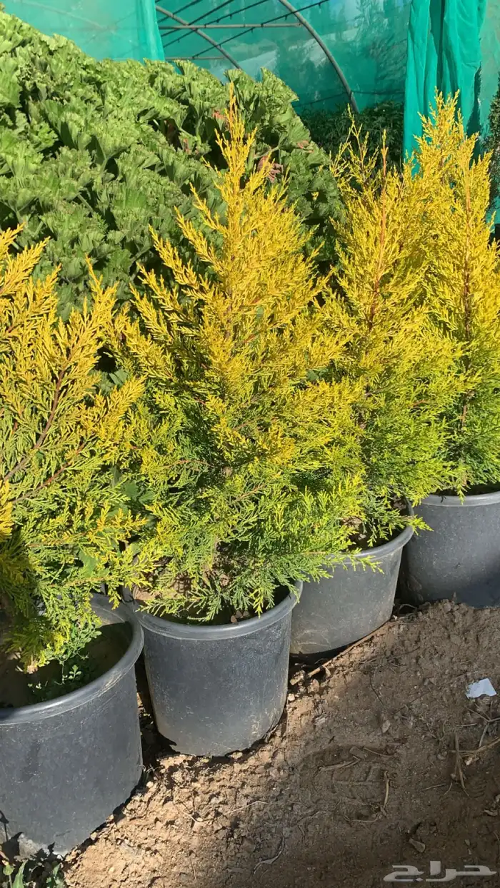 شتلات سرو عطري 4