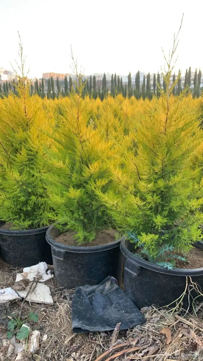 شتلات سرو عطري 2