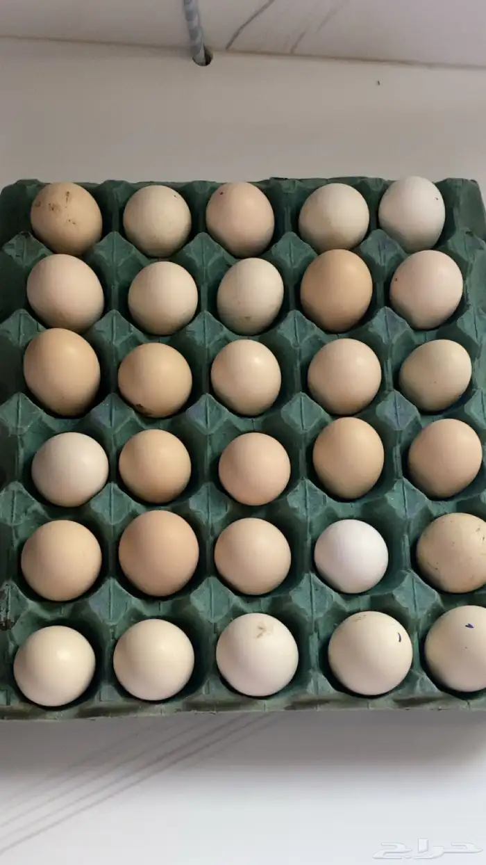 بيض تركي بيض بلدي الموقع جنوب الطايف السر 0