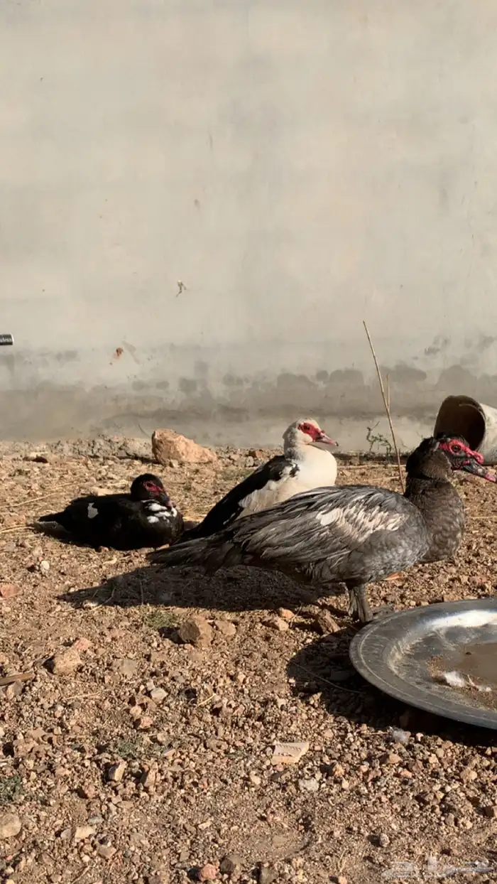 بط بلدي 1