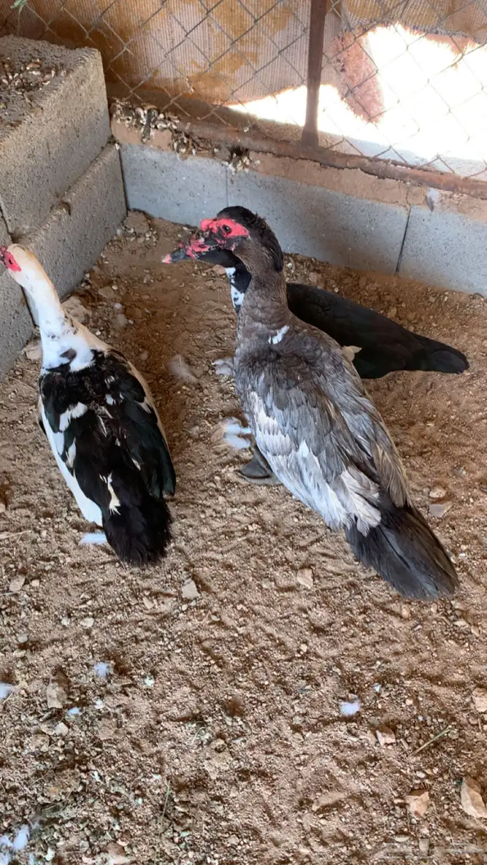 بط بلدي 2
