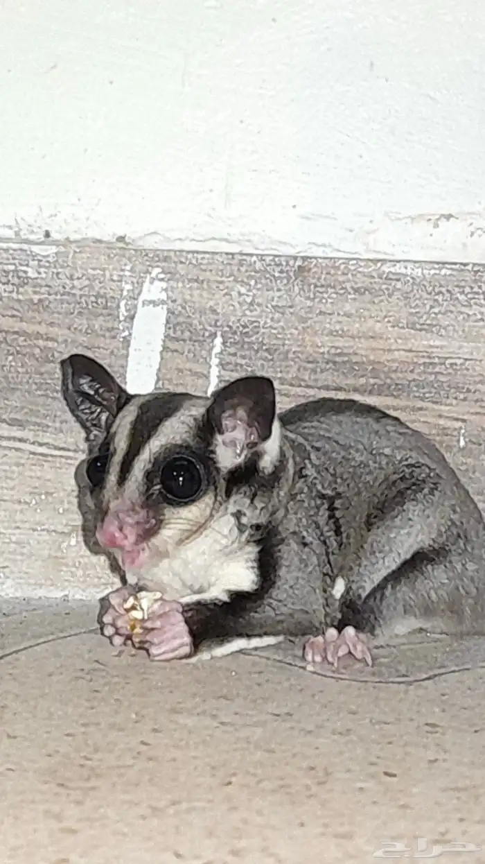 للبيع سناجيب ذكر و انثى 1