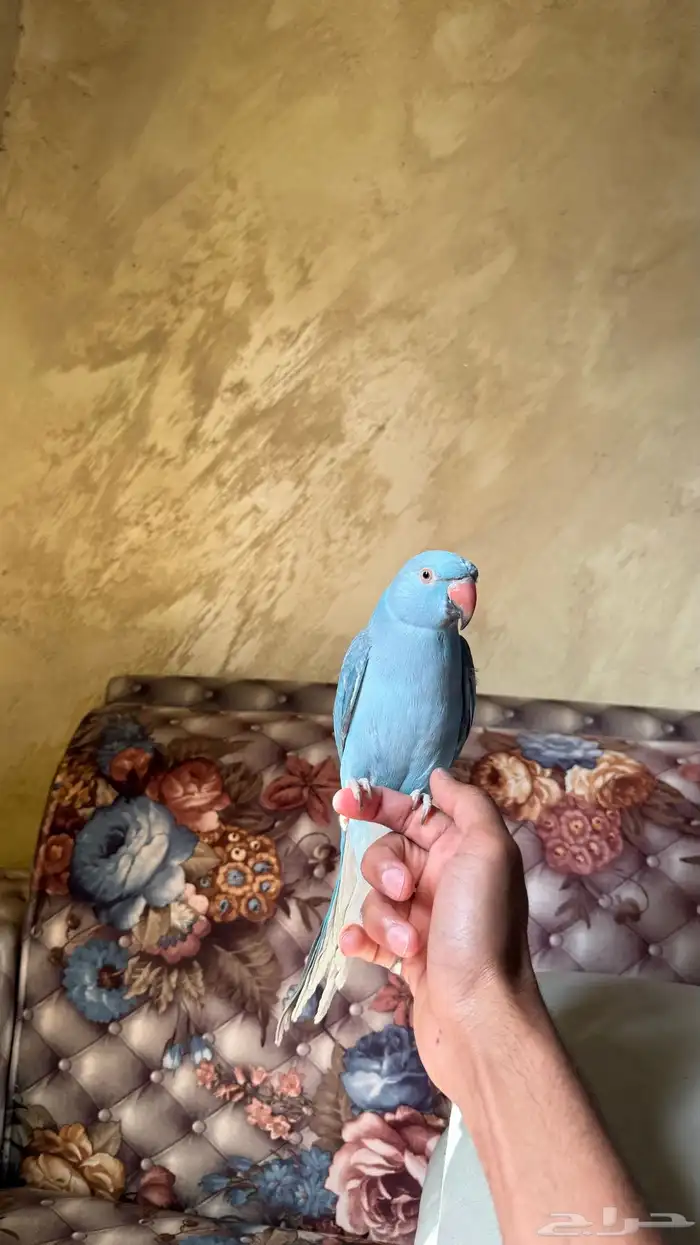 للبيع دره هولندي 1