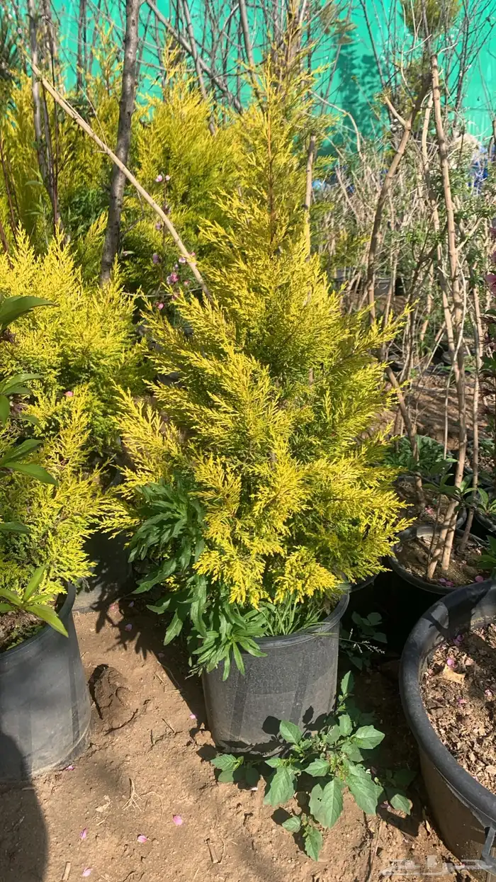 شتلات سرو عطري 0