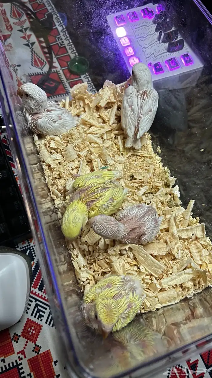 فروخ روز غر الوان جباره فواتح عيون حمرا 1