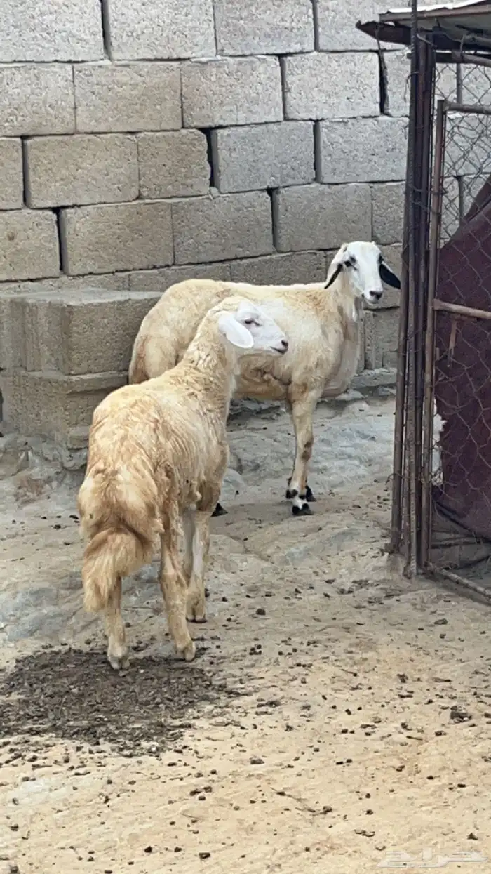 خرفان فل شحم ( تم البيع) 1