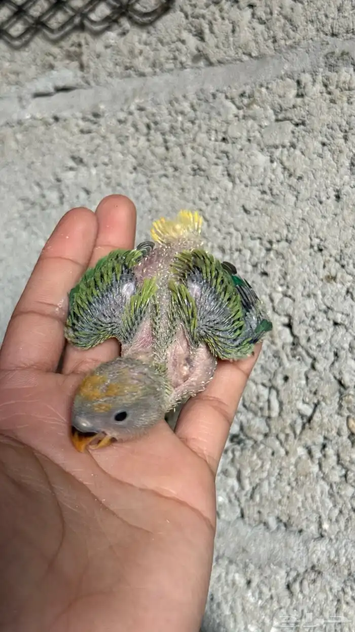 للبيع مجموعة فروخ روز 0