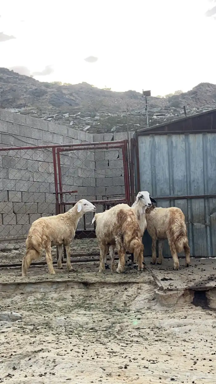 خرفان فل شحم ( تم البيع) 3