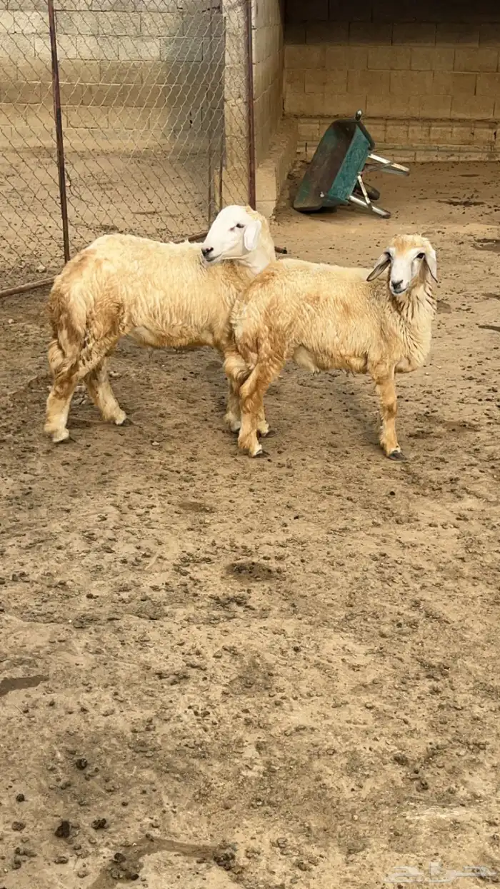 خرفان فل شحم ( تم البيع) 0
