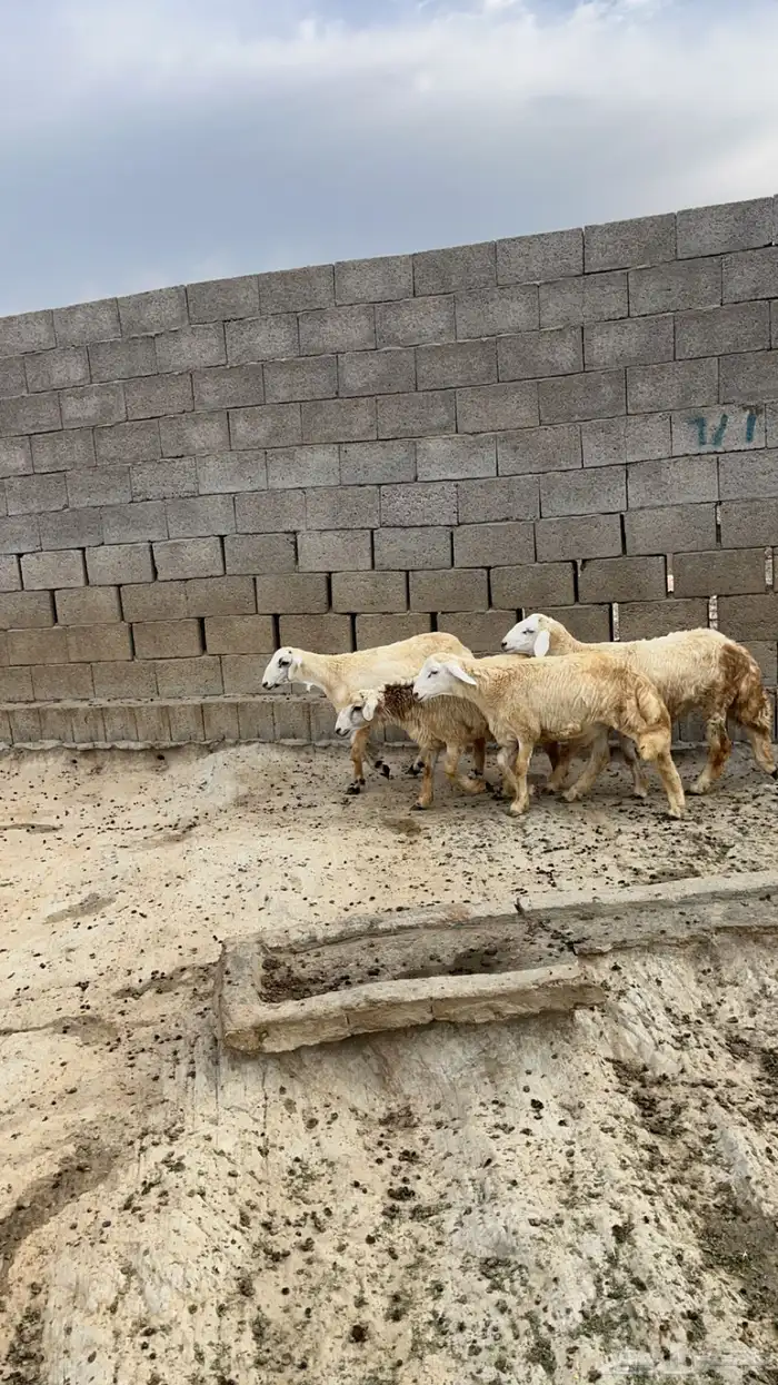 خرفان فل شحم ( تم البيع) 2