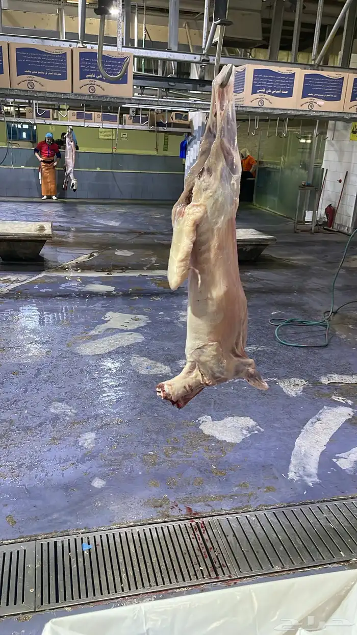 بيع اغنام متوفر تقسيط تابي تقسيط تمارا 6