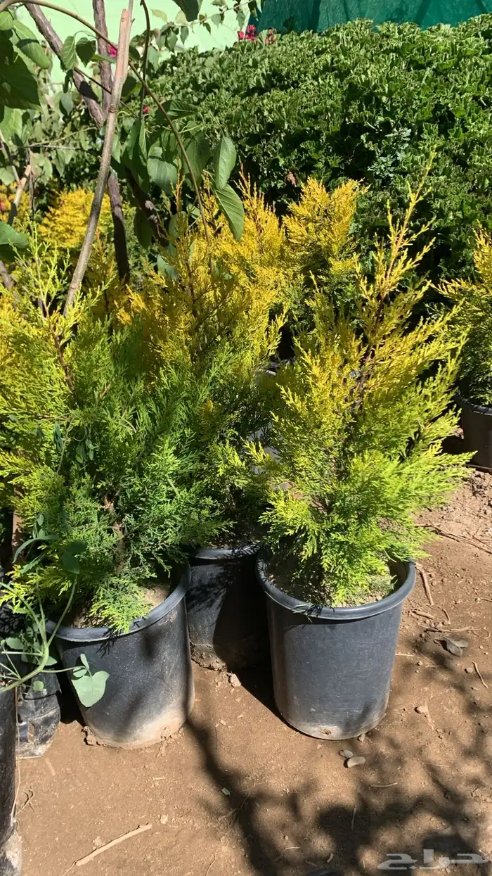 شتلات سرو عطري 3