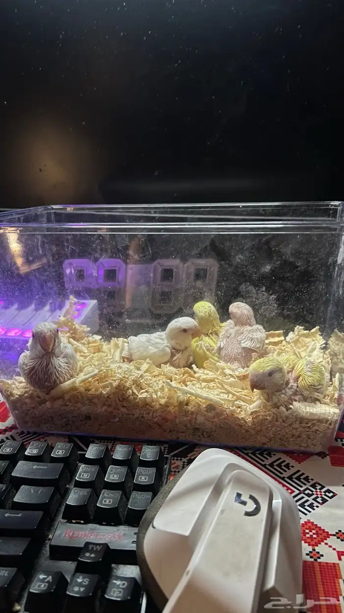 فروخ روز غر الوان جباره فواتح عيون حمرا 3