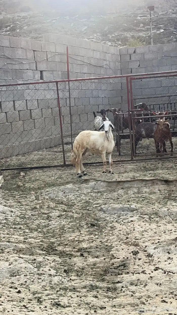 خرفان فل شحم ( تم البيع) 5