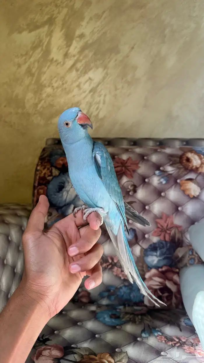 للبيع دره هولندي 12