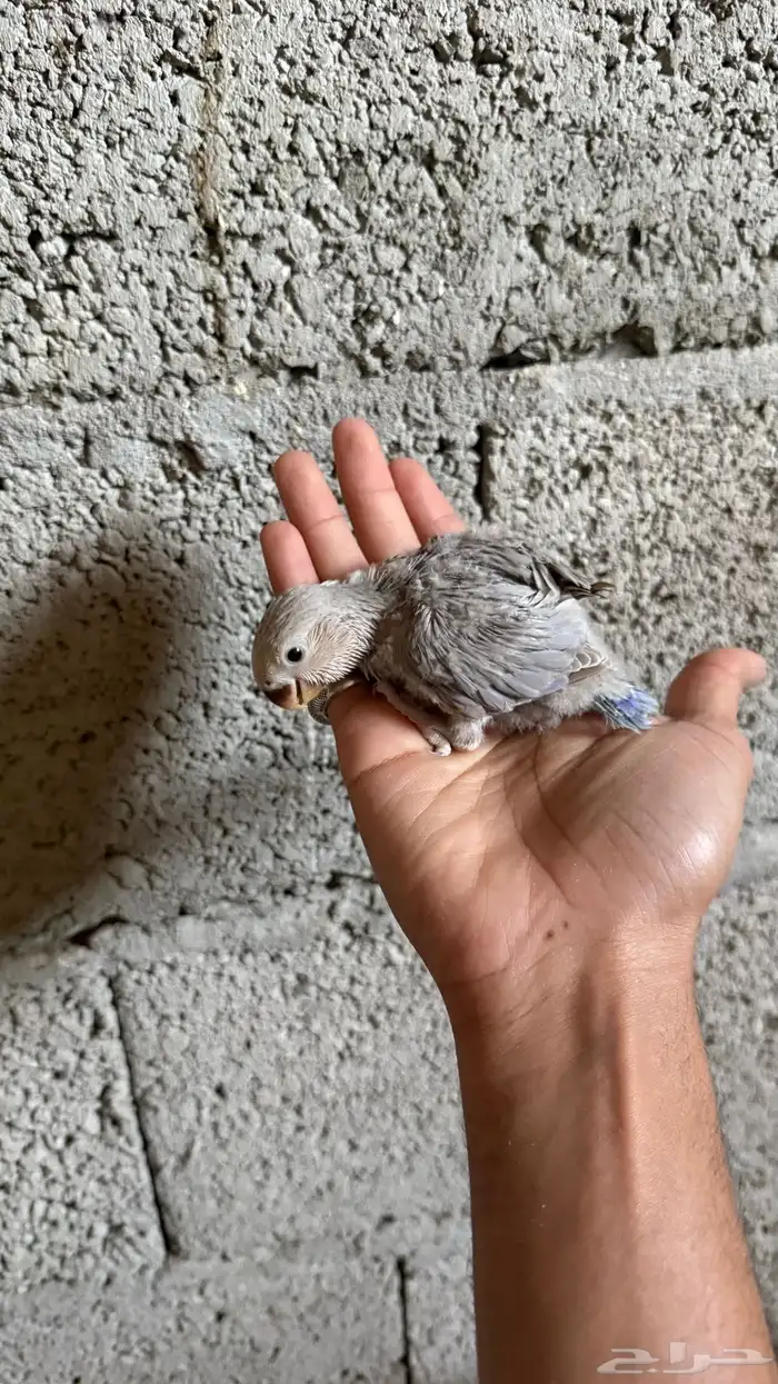 للبيع مجموعة فروخ روز 4