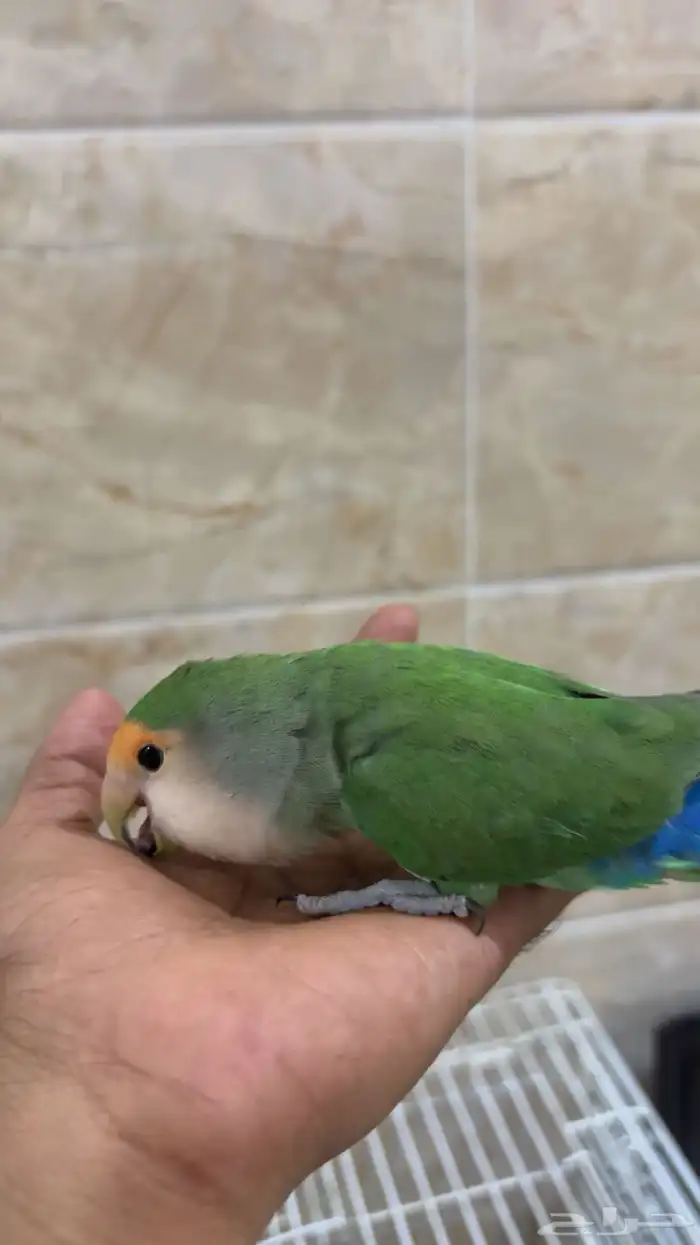 طير روز خالي من الأمراض وليف الطير وهد د داخلي 2