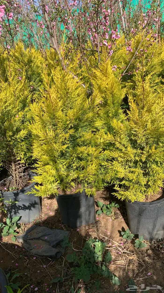 شتلات سرو عطري 1