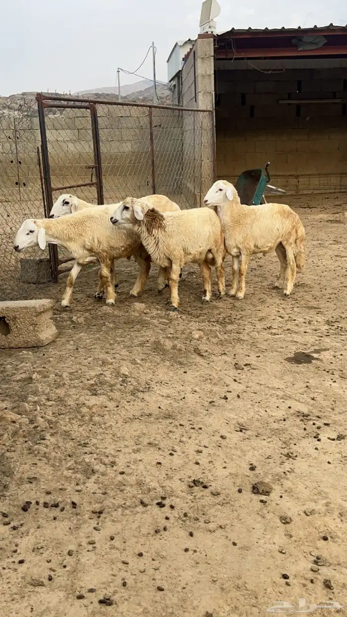 خرفان فل شحم ( تم البيع) 4