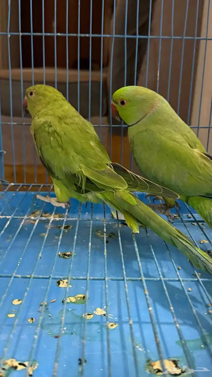 زوج دره سبق له انتاج للبيع او للبدل 0