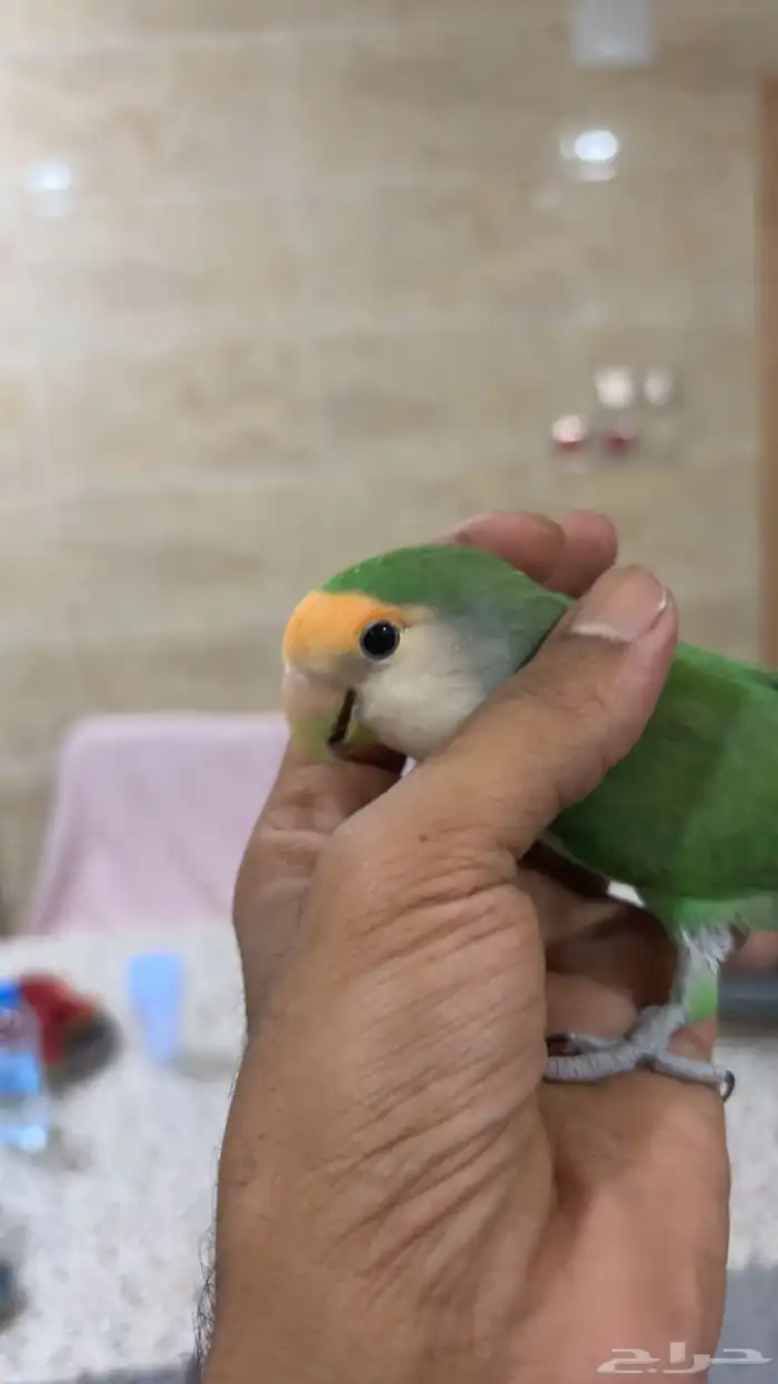 طير روز خالي من الأمراض وليف الطير وهد د داخلي 1