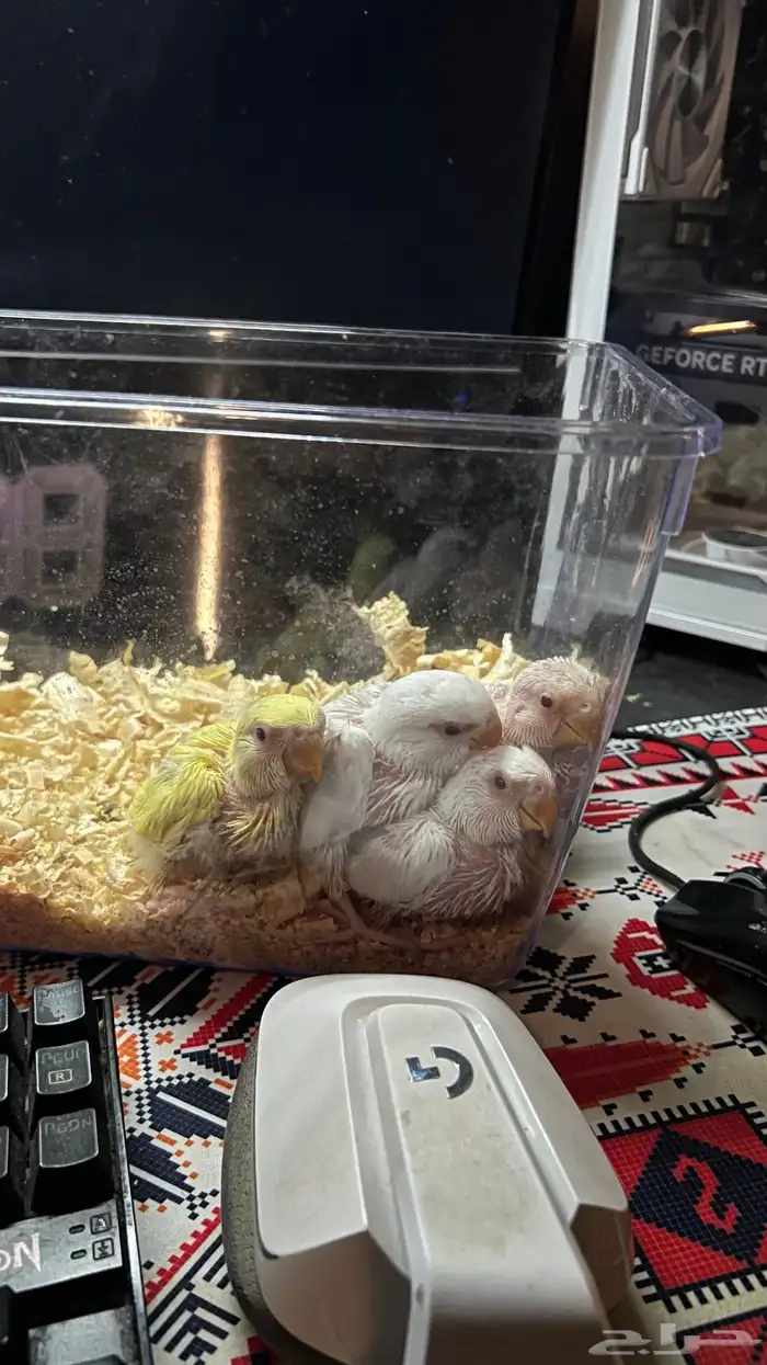 فروخ روز غر الوان جباره فواتح عيون حمرا 0