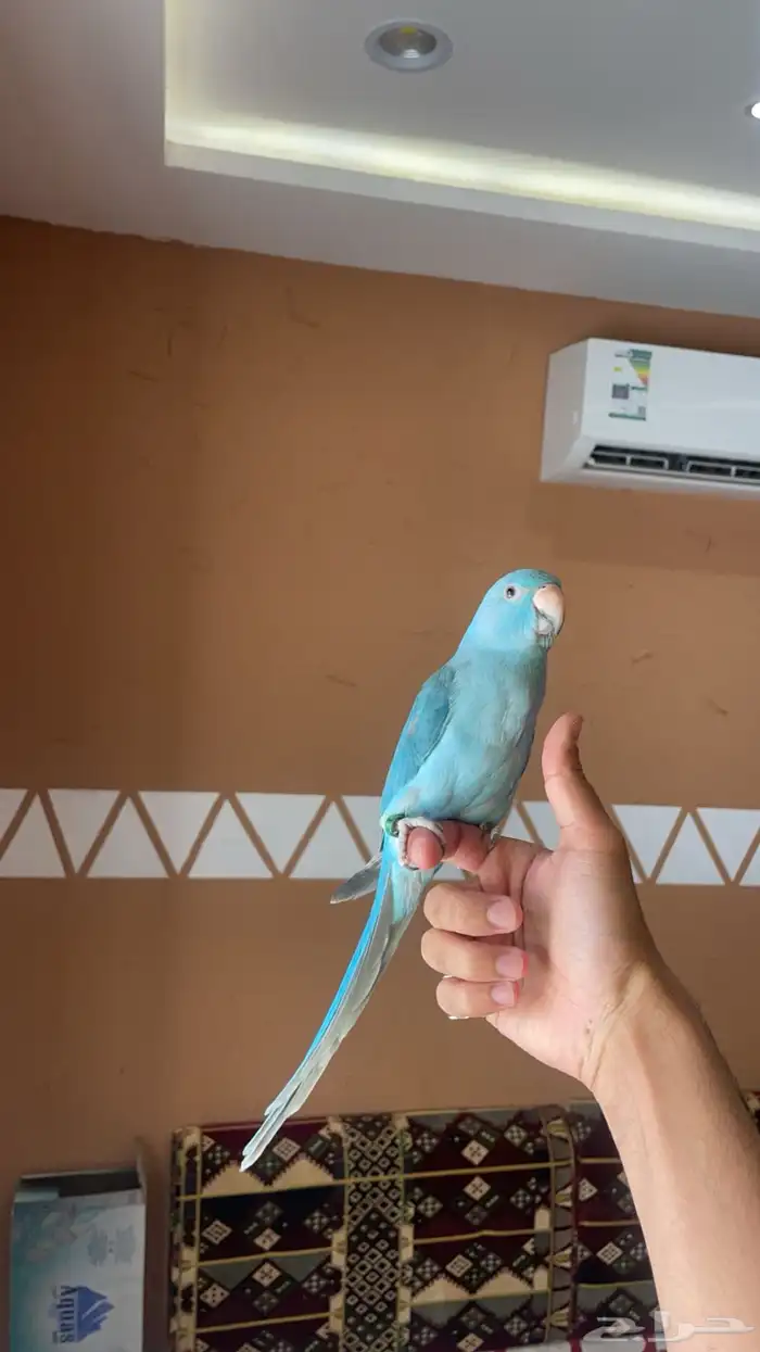 للبيع دره هولندي 0