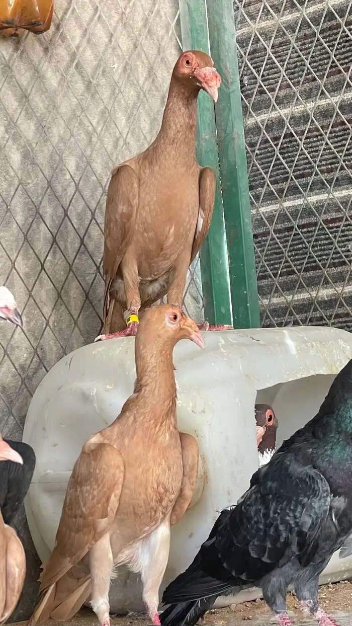 حمام بغدادي نخب فواخر 0