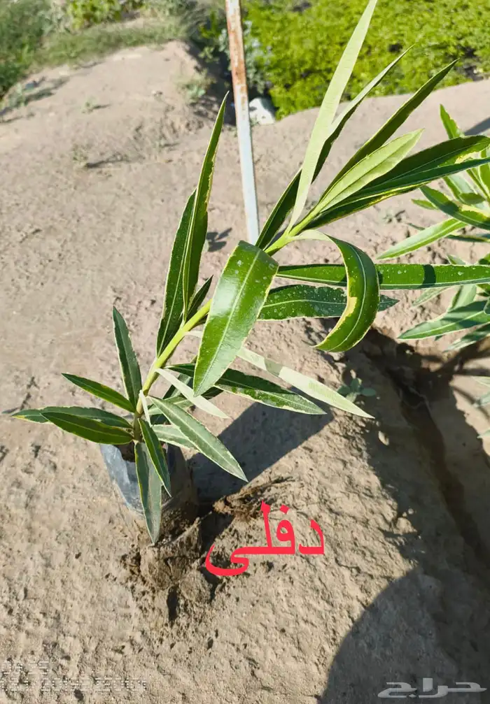 شتلات منوعه بأرخص الاسعار وأجود المواصفات (2-5-8-15-25-...) 0