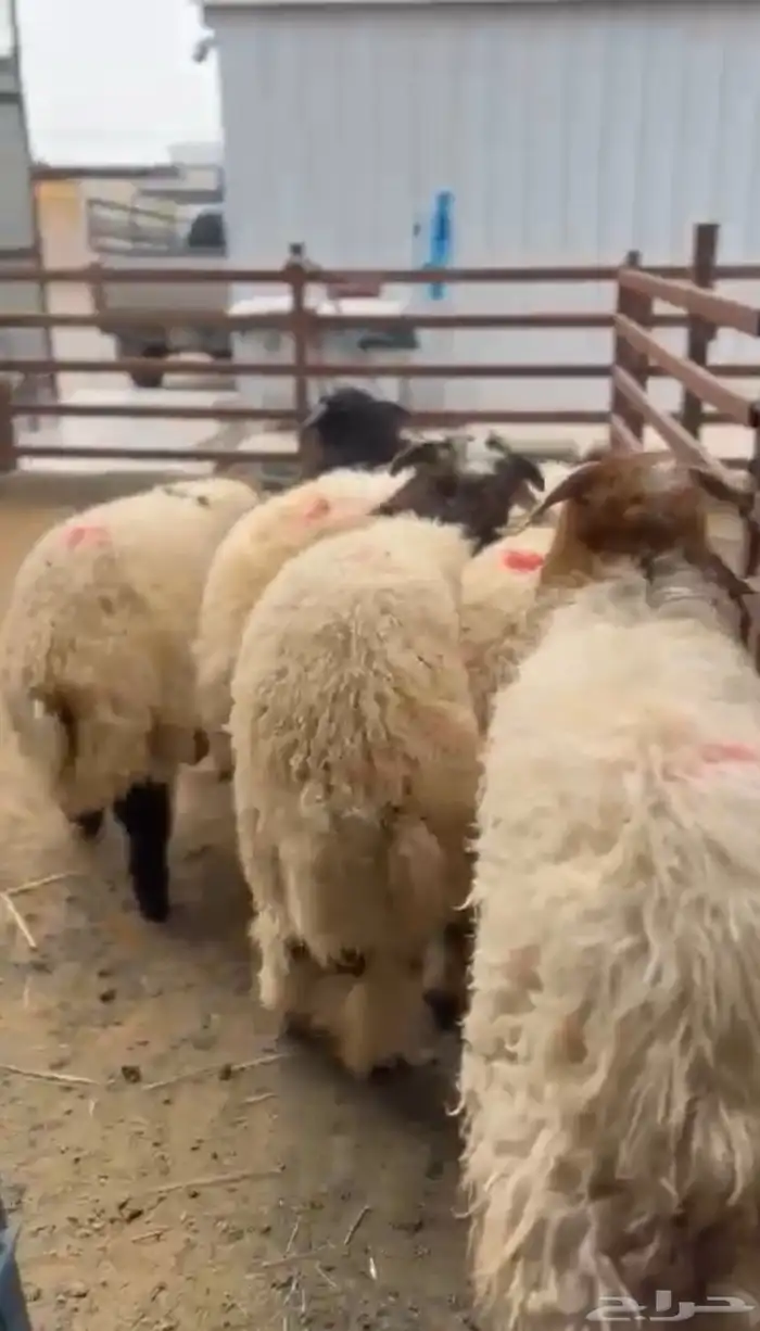 بيع اغنام متوفر تقسيط تابي تقسيط تمارا 2