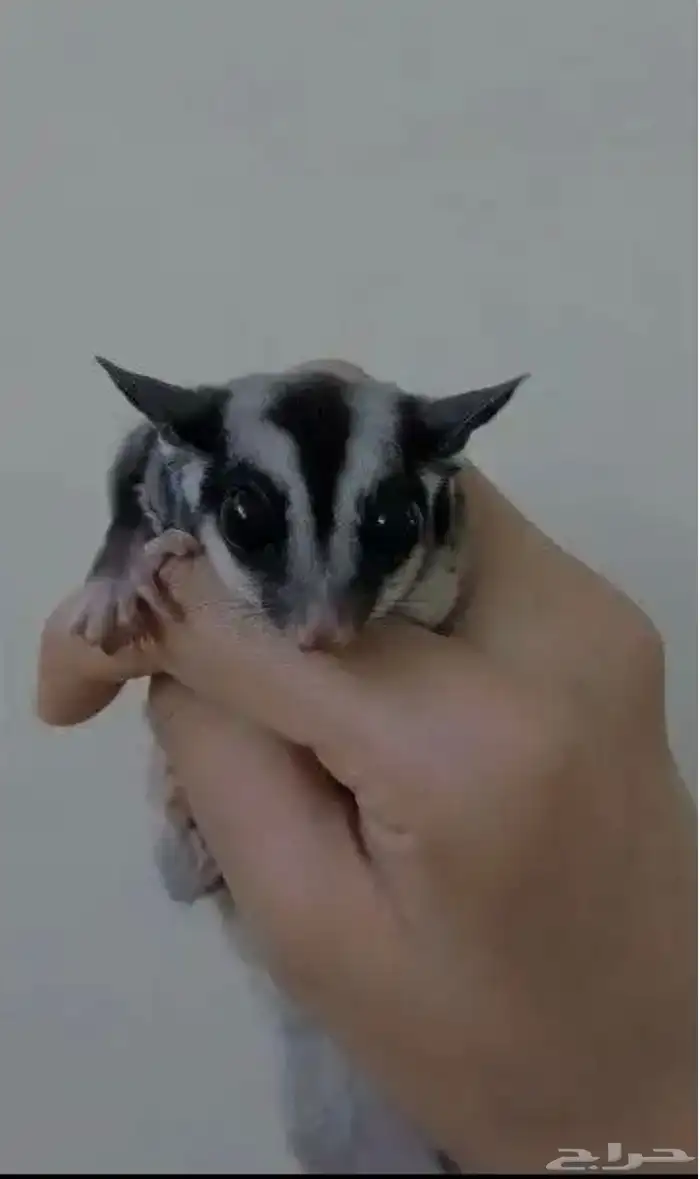 للبيع سناجيب ذكر و انثى 3