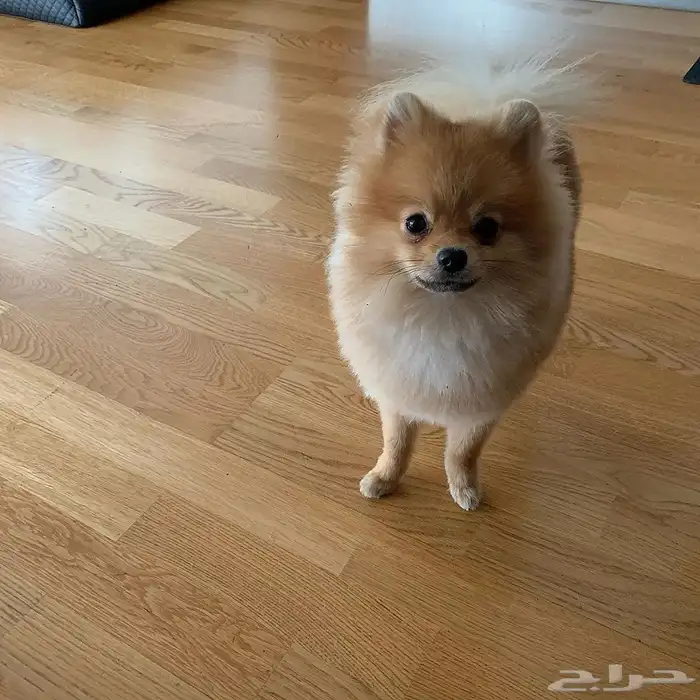 Pomeranian teacup   mini for sale 3