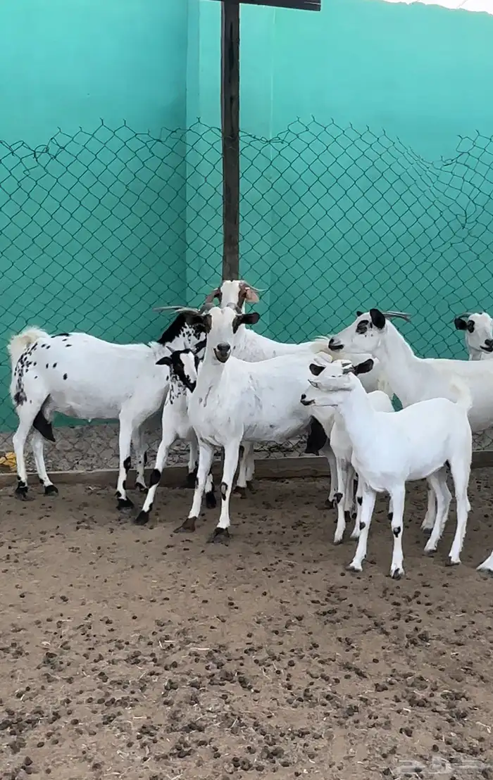 للبيع غنم بيشي. ( تم للبيع ) 1