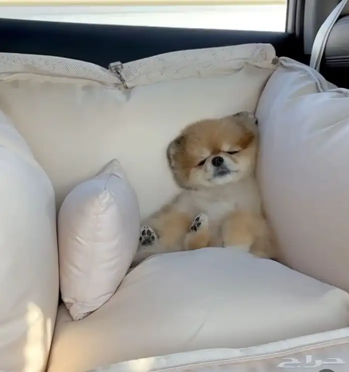 Pomeranian teacup   mini for sale 2