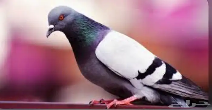 لتخلص من الحمام 0