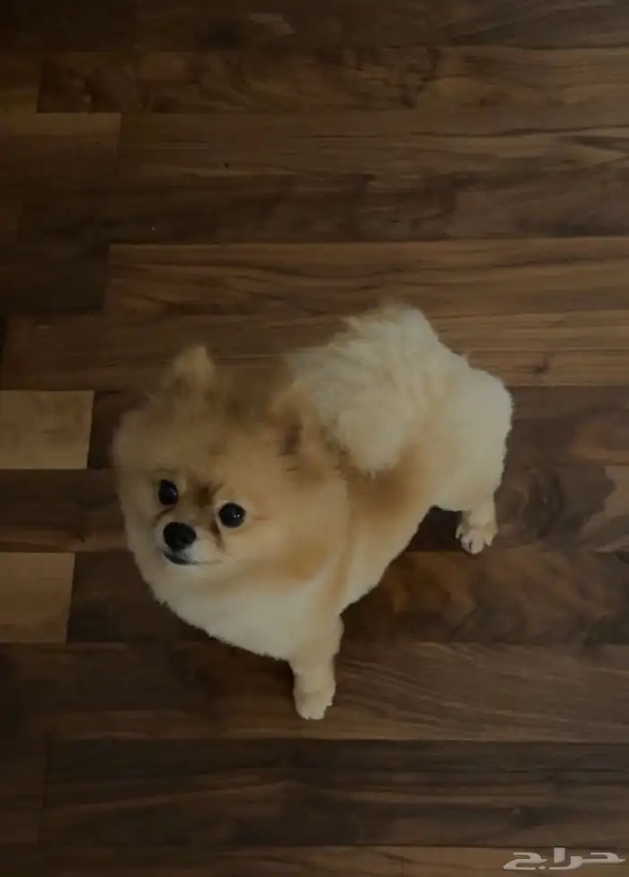 Pomeranian teacup   mini for sale 0