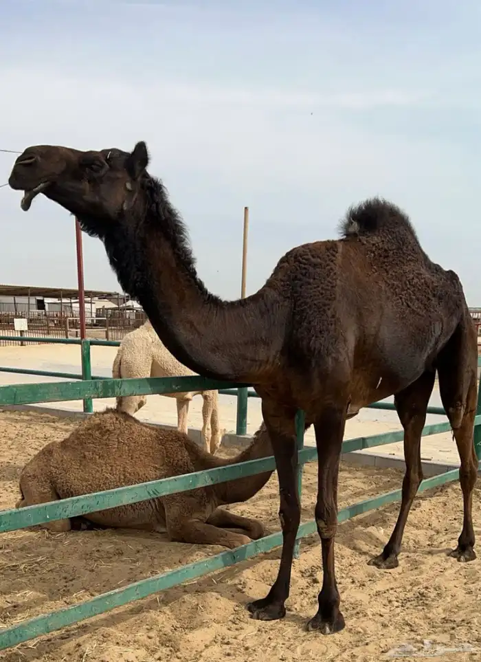 بكره مجهم ثنيه معشر كفو ( تم البيع ) 1