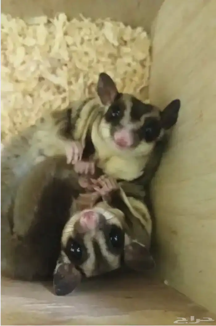 للبيع سناجيب ذكر و انثى 2