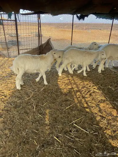 غنم 1
