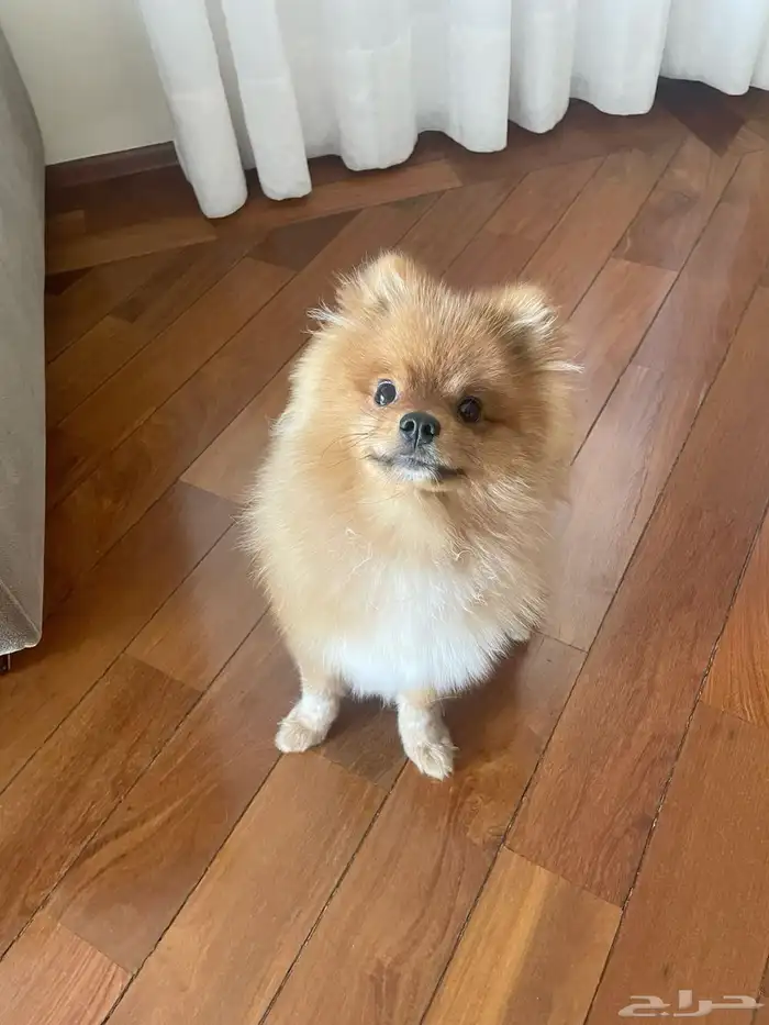 Pomeranian teacup   mini for sale 5