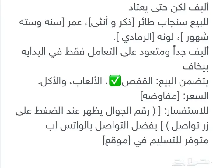 للبيع سناجيب ذكر و انثى 0